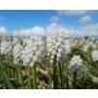 Muscari latifolium 'White magic' - Druifhyacinth - 10 bollen - BIO