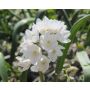 Puschkinia libanotica 'Alba' - Saffierhyacinth - 10 bollen - BIO