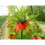 Fritillaria imperialis 'Rubra' - Keizerskroon - 3 bollen - BIO
