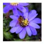Anemone blanda - Blue shades - 10 bollen - BIO