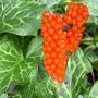 Arum italicum - Italiaanse aronskelk - 5 bollen - BIO
