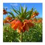 Fritillaria eduardii - Keizerskroon 'Sunrise' - 1 bol - BIO