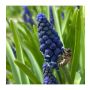 Muscari - Blauw druifje 'Joyce Spirit' - 10 bollen - BIO