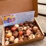Brievenbusdoosje Voorjaarsbloemen - 44 bollen - BIO