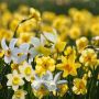 Vrolijke narcissenmix - 25 bollen - BIO