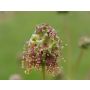 Sanguisorba minor - Kleine pimpernel - 1kg - BIO