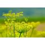 Foeniculum vulgare - Venkel - 1kg - BIO