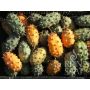 Gehoornde meloen - Kiwano - BIO