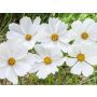 Cosmos bipinnatus - Cosmos wit - BIO