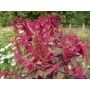 Amaranthus tricolor - Kattenstaart/Amaranth - BIODYNAMISCH