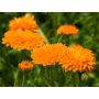 Calendula officinalis - Goudsbloem oranje gevuld - BIODYNAMISCH