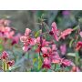 Clarkia elegans - Amandelroosje - BIO