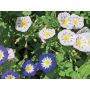 Concolvulus tricolor - Driekleurige winde - BIODYNAMISCH