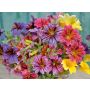 Salpiglossis sinuata - Trompetbloem - BIODYNAMISCH
