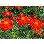 Tagetes erecta - Afrikaantje - BIODYNAMISCH