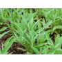 Salvia officinalis - Salie -  BIO