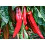 Paprika - Corno Rosso - BIODYNAMISCH