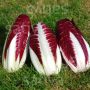 Roodlof Radicchio - Treviso 206 TT - BIO