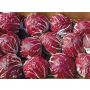 Roodlof - Radicchio - 506 TT - BIO