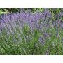 Lavandula officinalis - Lavendel - BIODYNAMISCH