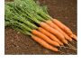 Wortel - Fine - BIODYNAMISCH 50% korting wegens verminderde kiemkracht