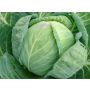 Witte kool - Domarna - BIODYNAMISCH