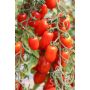 Tomaat - Pippa - BIODYNAMISCH