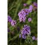 Verbena bonariensis - Argentijns Ijzerhard - BIO
