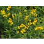Tagetes lucida - Mexicaanse dragon - BIODYNAMISCH