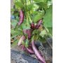 Aubergine - Tsakoniki - BIODYNAMISCH