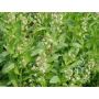 Reseda odorata - Welriekende reseda - BIODYNAMISCH
