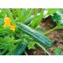 Courgette - Cocozelle von Tripolis - BIODYNAMISCH