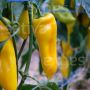 Paprika - Oro - BIODYNAMISCH
