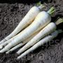 Pastinaak - Schleswiger Schnee - BIO - 50% korting - verminderde kiemkracht