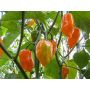 Chilipeper - Habanero Orange - BIODYNAMISCH
