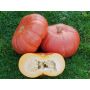 Pompoen - Rouge vif d'Etampes (Roter Zentner) - BIODYNAMISCH