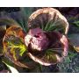 Roodlof-Radicchio - Palla Rossa 3 - BIO