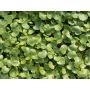 Nasturtium officinale - Waterkers - BIO