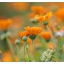 Calendula officinalis - Goudsbloem - BIO
