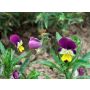 Viola tricolor - Driekleurig viooltje - BIODYNAMISCH