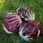 Radicchio - Palla rossa - Vinci (1102) TT - BIO