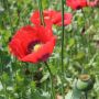 Papaver somniferum - Slaapbol - rood - BIO