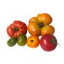 Tomaat - Mix oude rassen - BIO