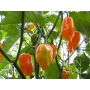 Chilipeper - Habanero Orange - BIODYNAMISCH