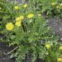 Taraxacum officinalis - Paardenbloem - BIO