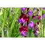 Lathyrus odoratus - Reukerwt 'Cupani' - BIODYNAMISCH