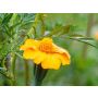 Tagetes patula - Tagetes anti-nematoden - BIODYNAMISCH