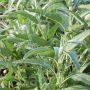 Salvia officinalis - Salie - BIO