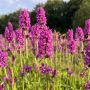 Stachys officinalis - Betonie - BIO