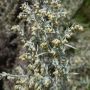 Artemisia absinthium - Absintalsem - BIODYNAMISCH